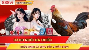 Cách Nuôi Gà Chiến Khỏe Mạnh Và Sung Sức Chuẩn 888Vi
