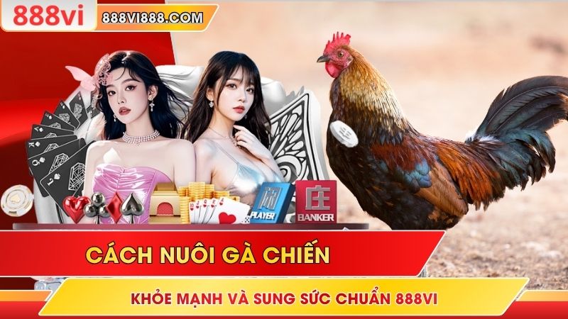 Cách Nuôi Gà Chiến Khỏe Mạnh Và Sung Sức Chuẩn 888Vi