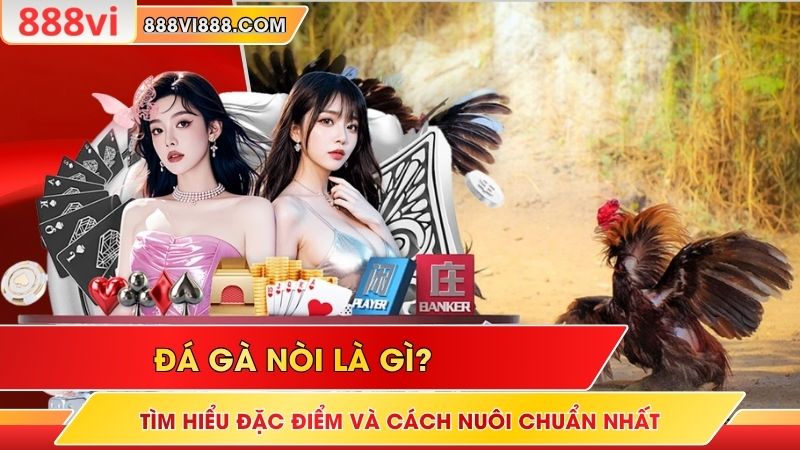 Đá Gà Nòi Là Gì? Tìm Hiểu Đặc Điểm Và Cách Nuôi Chuẩn Nhất