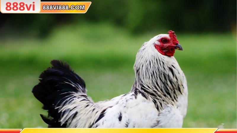 Hướng dẫn cách nuôi hiệu quả mỗi ngày