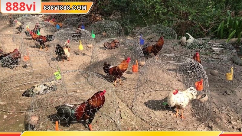 Kinh nghiệm chăm sóc gà chiến chuyên nghiệp