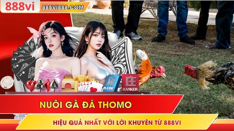 Nuôi Gà Đá Thomo Hiệu Quả Nhất Với Lời Khuyên Từ 888Vi