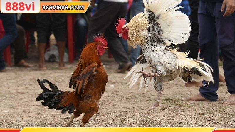 Tham gia đá gà 888VI chỉ với vài bước đơn giản